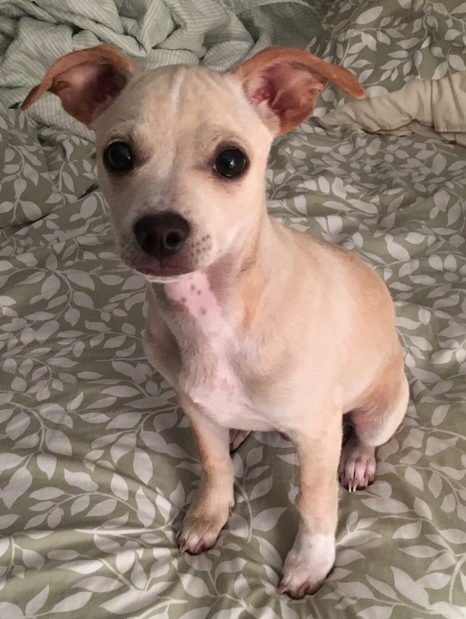 Quiz: Can you match a teacher to their pet?