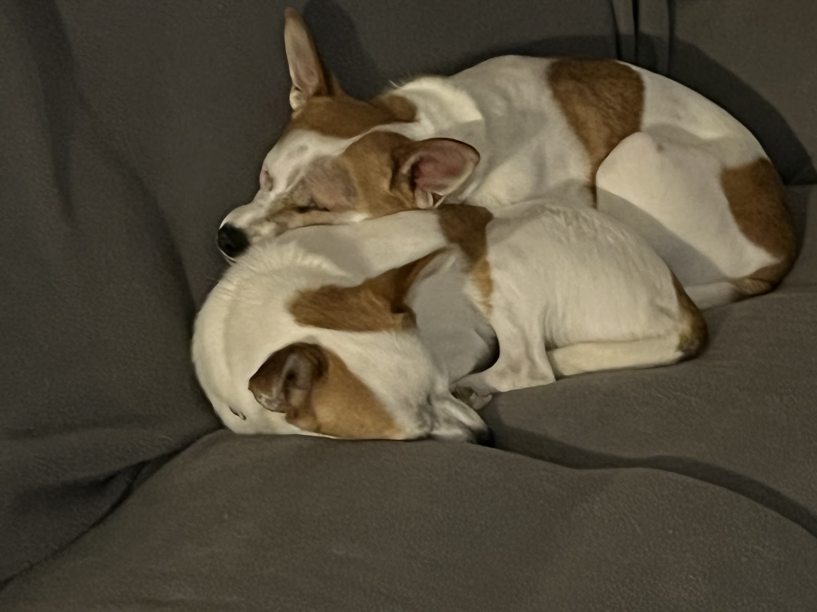 Altman’s Love Saves Dogs