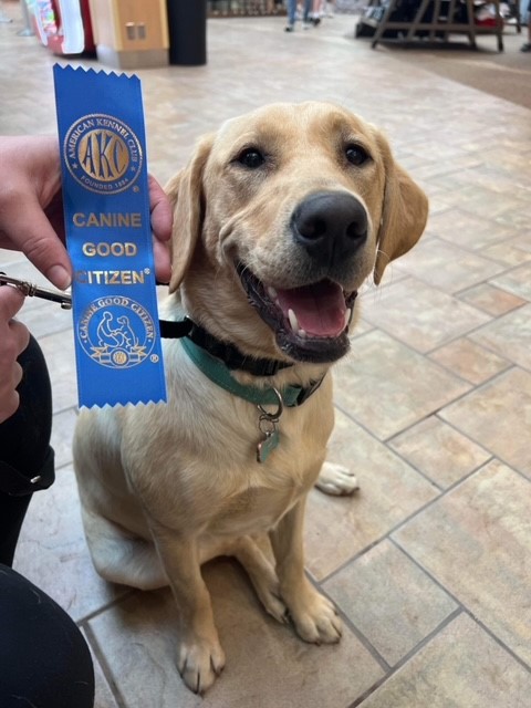 Therapy dogs provide comfort