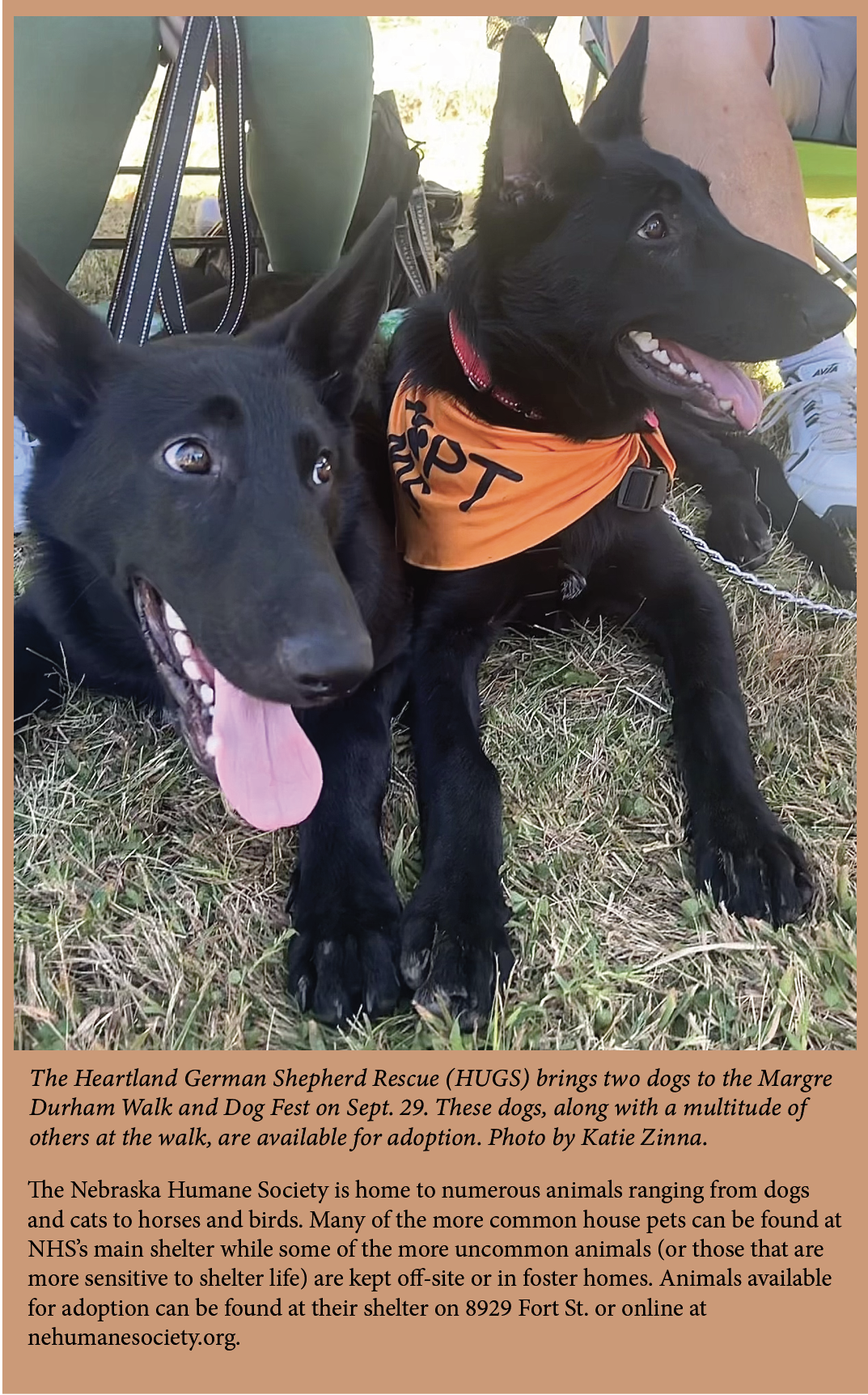 A Walk for Paws: Nebraska Humane Society’s Dog Fest
