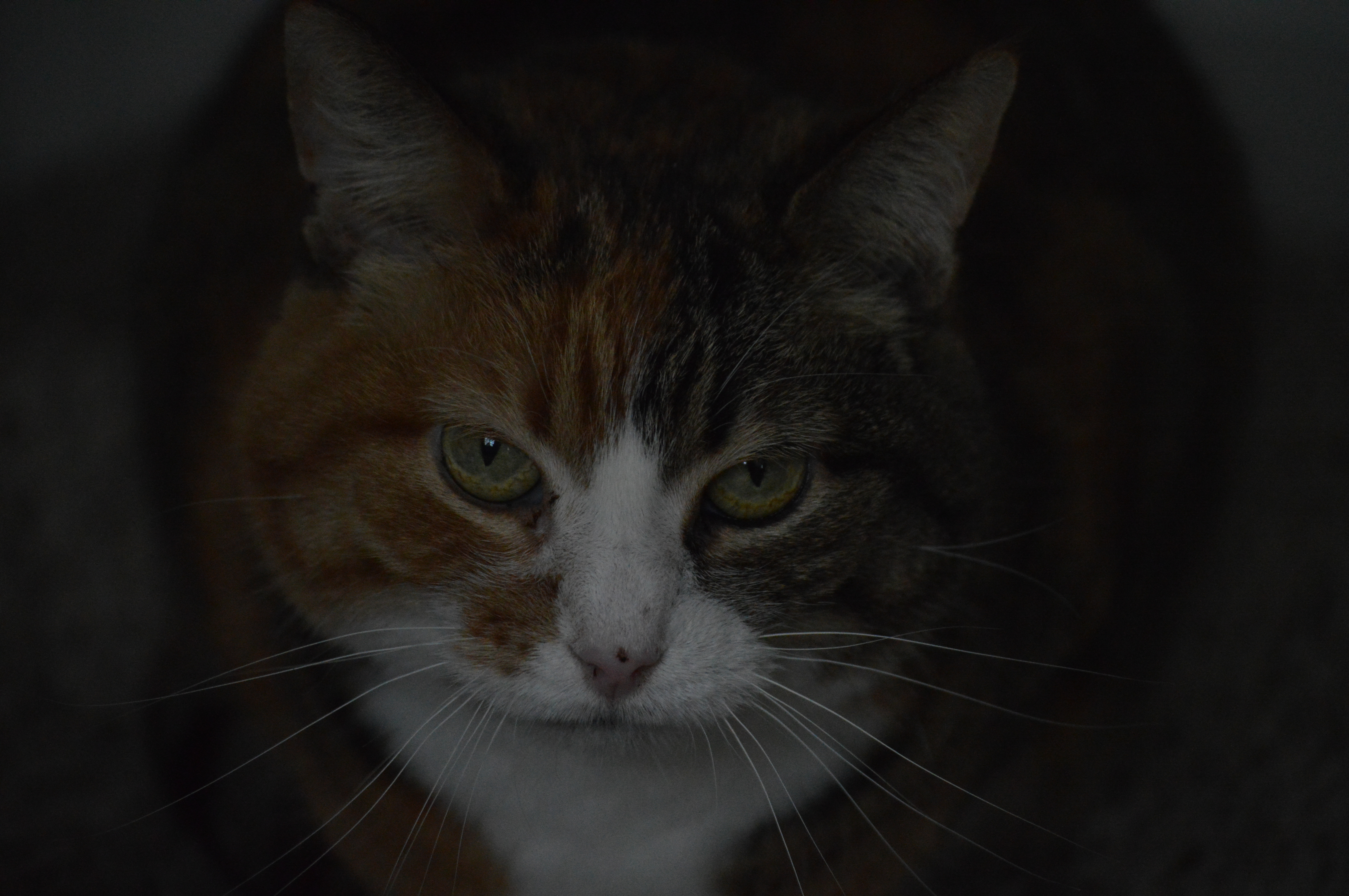 Liv Brown – Marian Memory Lane