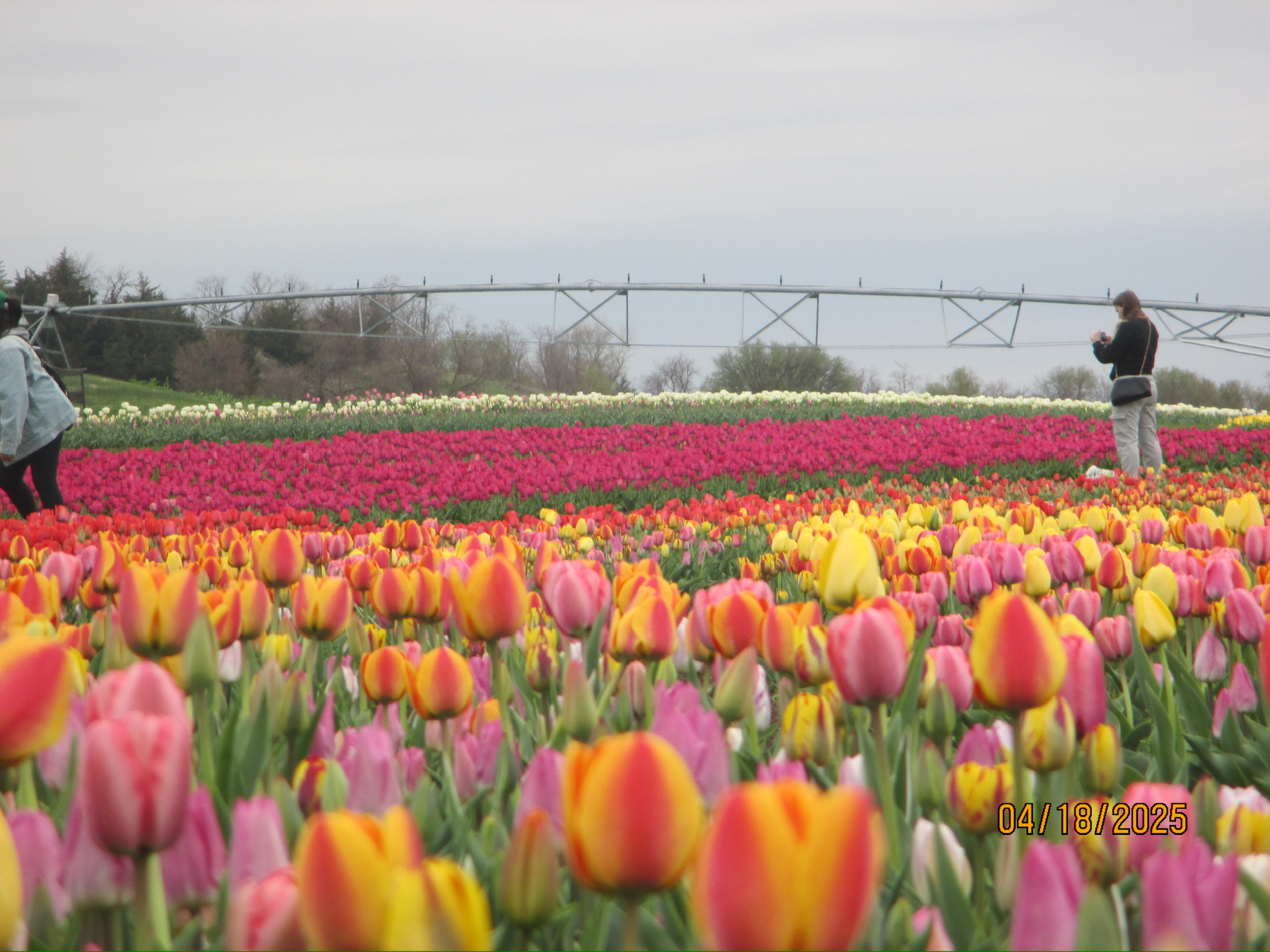 Living in Lilly’s Lens